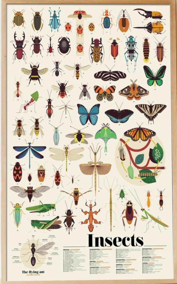 Poster d'autocollants Insectes