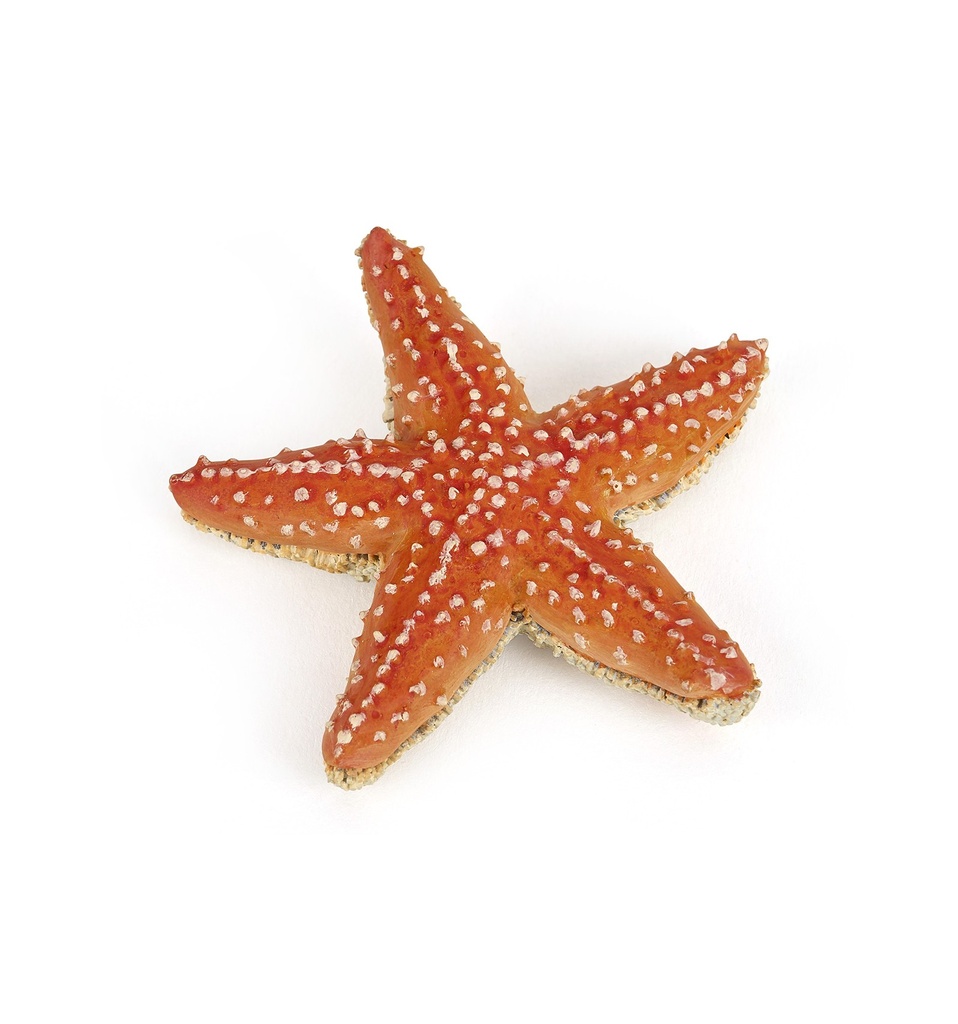 étoile de mer