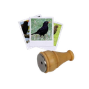 Appeau Merle Noir les Zapos