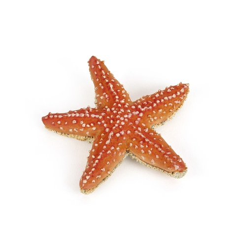 [PAP_56050] étoile de mer